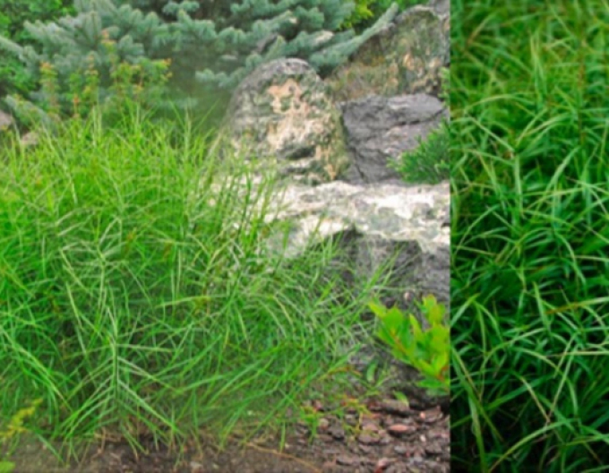 Ostrica muskigumenská ´Little Midge´