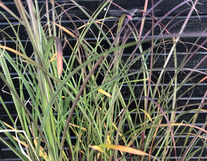 Ozdobnica čínska ´Serengeti´