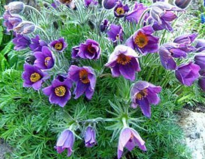 Poniklec obyčajný ´Pinwheel Blue Violet Shades´