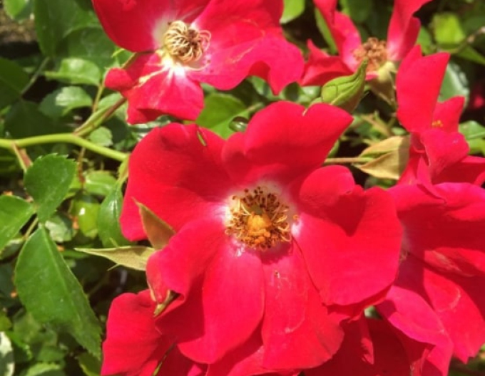 Ruža stromčeková previslá ´Sommerabend´