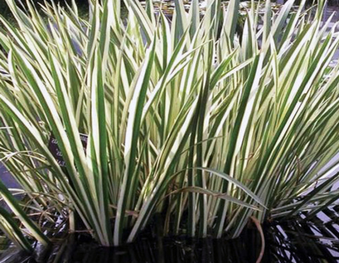 Puškvorec obyčajný ´Variegatus´