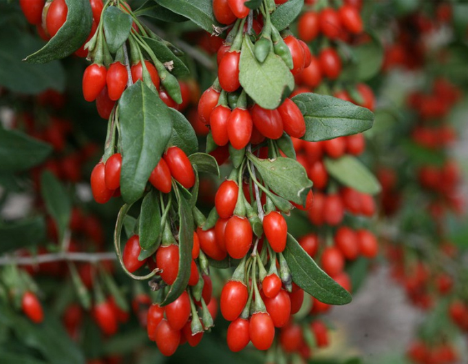 Kustovnica čínska ´Grosfruchtig´