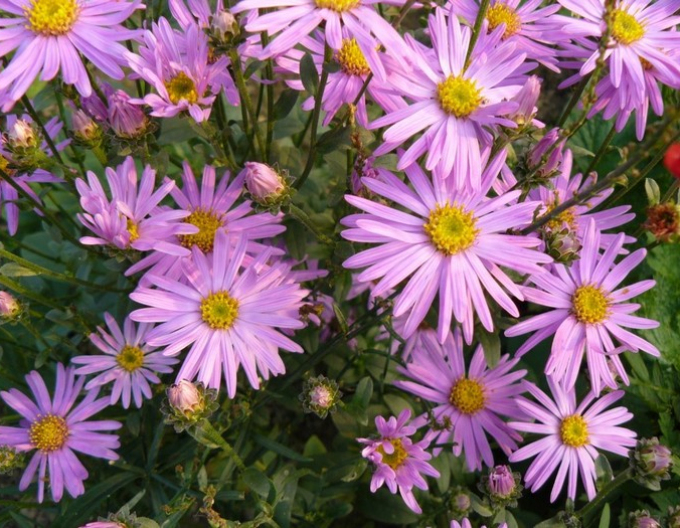 Chryzantéma ´Clara Curtis´