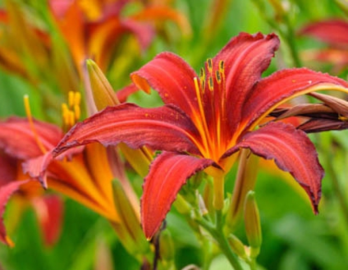 Ľaliovka ´Crimson Pirate´