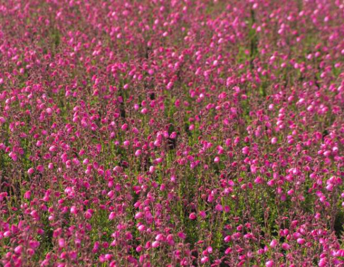 Írsky vres ´Andrea´