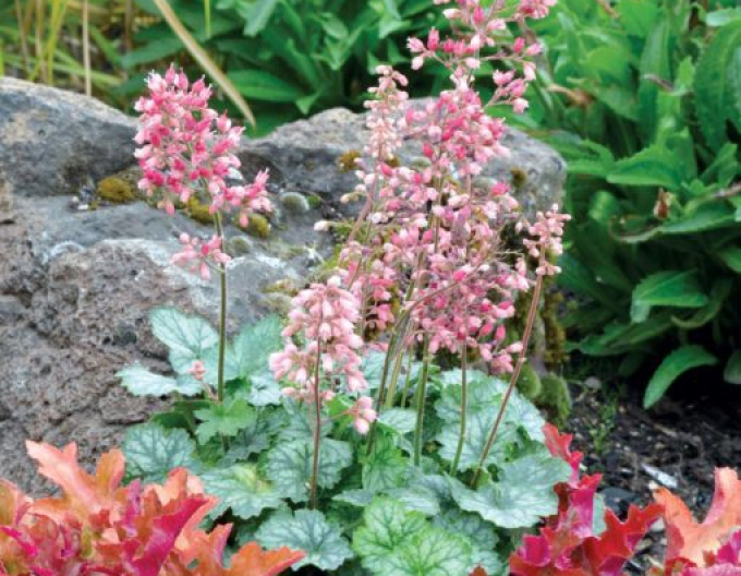Heuchera ´Little Cutie Peppermint´