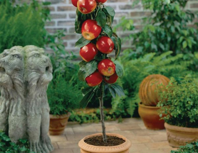 Jabloň stĺpová ´Waltz´ jesenná, podp. MM106, kont. 2l