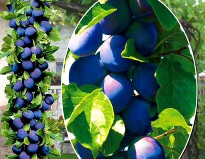 Slivka stĺpová ´Fruca´, podp. Myrobalán, voľnok.