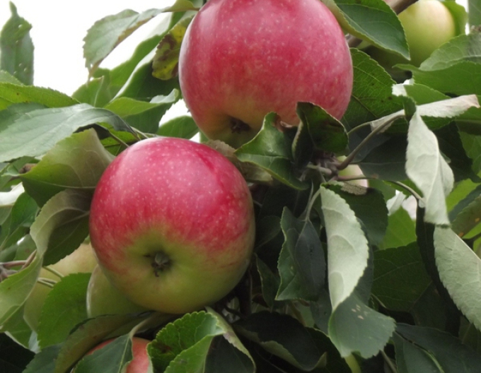 Jabloň ´Šampion´ zimná, podpn.M9, voľnok.