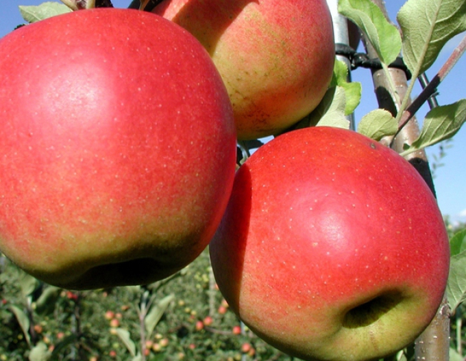 Jabloň ´Prima´jesenná, podpn. M9, voľnok.