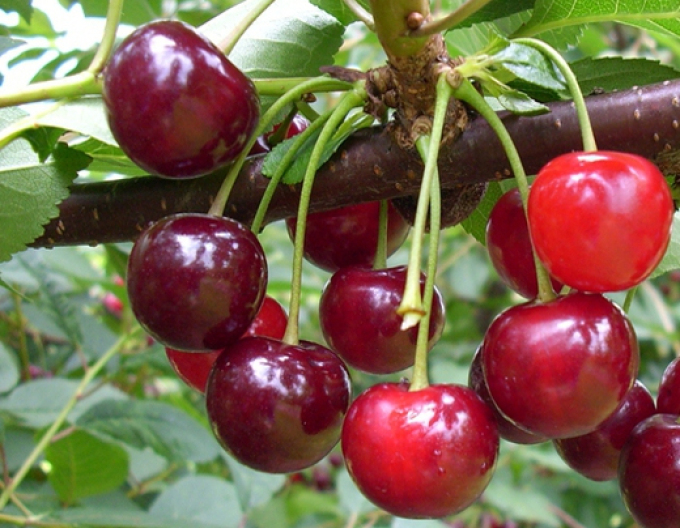Višňa "Újfehertoi fürtös" poloskorá, podp. Gisela5, voľnok.