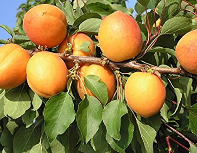 Marhuľa ´Compacta´poloskorá, podp. Myrobalán, voľnok.