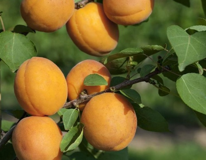 Marhuľa ´Compacta´poloskorá, podp. Myrobalán, voľnok.