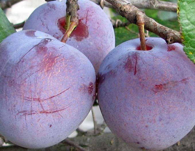 Ringlota "Althanová", podp. Zelená ringlota, voľnok.