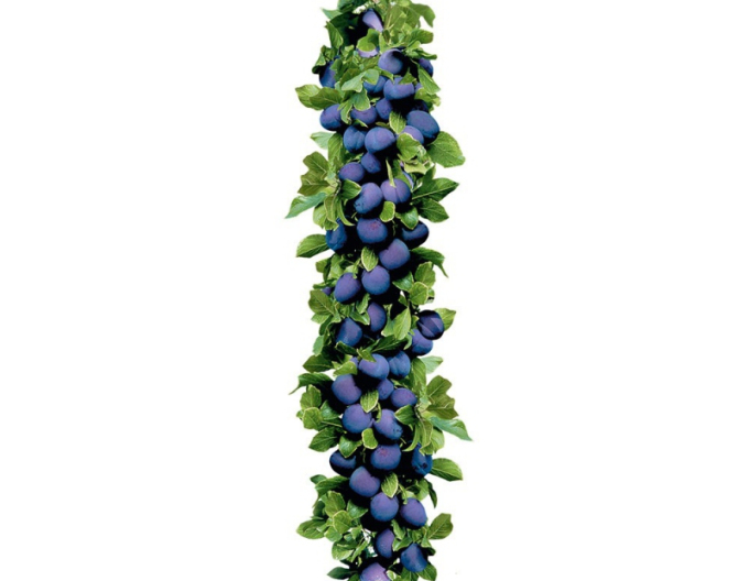 Slivka stĺpová ´Imperial´, podp. Myrobalán, kont. 5l