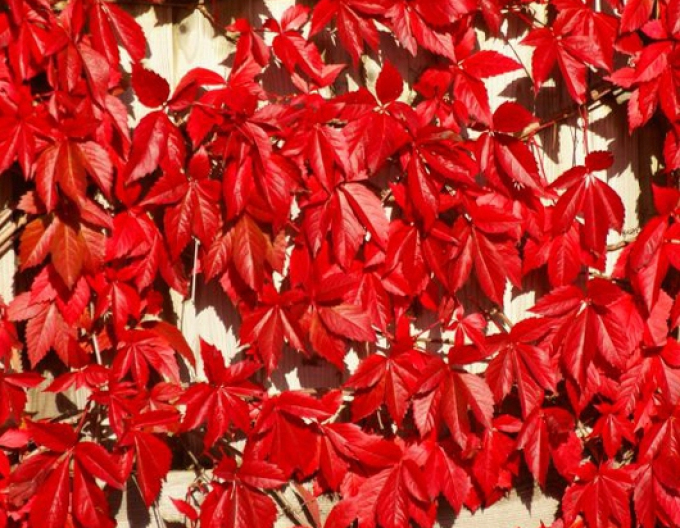 Pavinič  päťlaločný