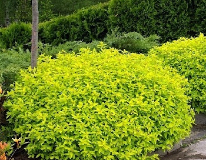 Tavoľník japonský  ’Golden Princess’