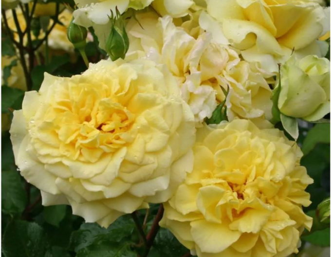 Ruža ´Sterntaler´