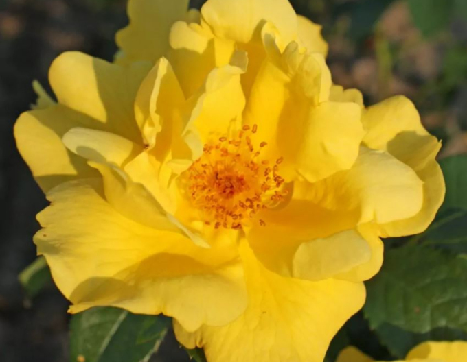 Ruža ´Lemon Fizz´