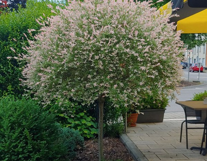 Vŕba japonská ’Hakuro-Nishiki’ na kmienku 150cm