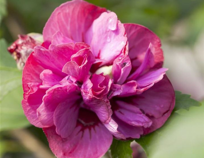 Ibištek sýrsky ´Duc De Brabant´