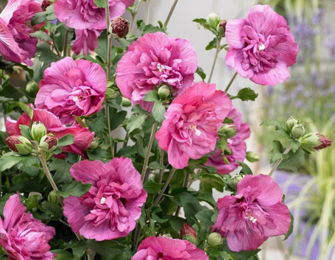 Ibištek sýrsky ´Duc De Brabant´