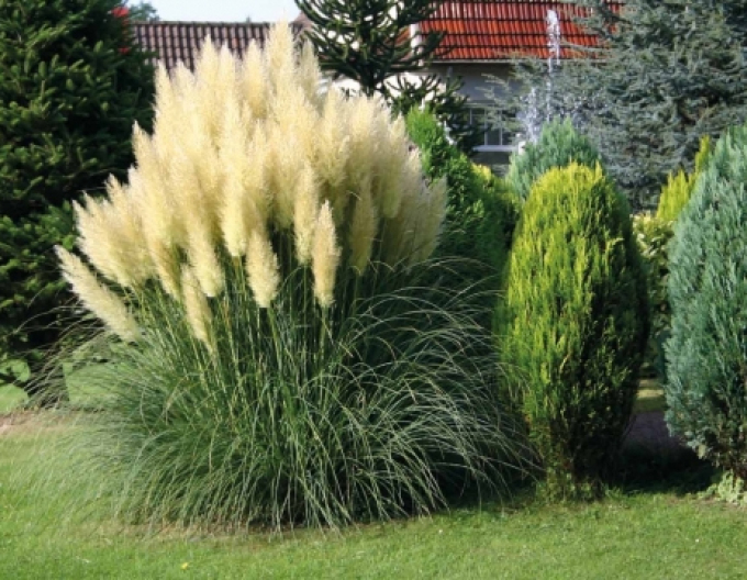 Pampová tráva - Kortadéria ´Evita´