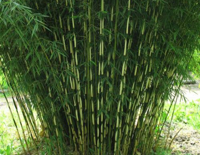 Bambus ´Fargesia Robusta Campbell´