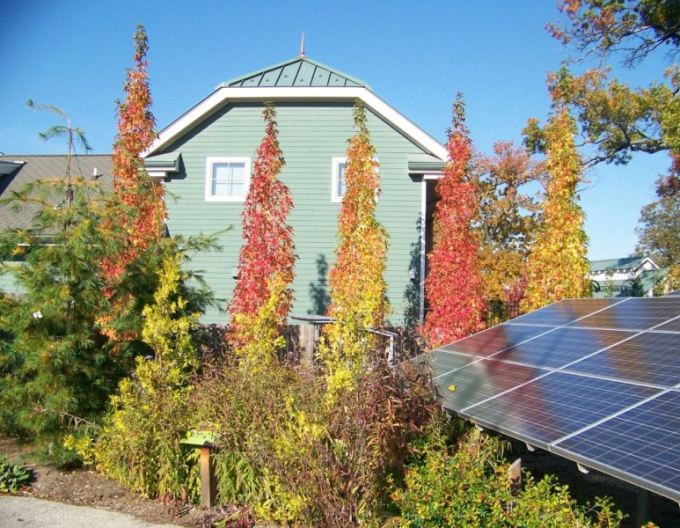 Ambrovník ´Slender Silhouette´ 280cm