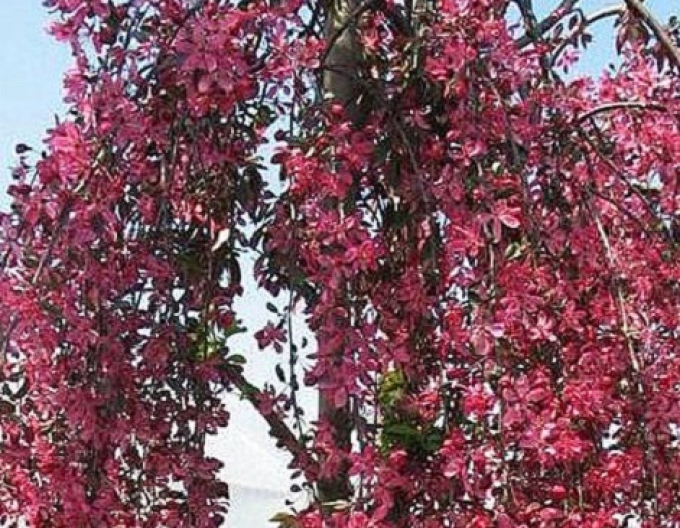 Jabloň okrasná ´Royal Beauty´ previslá