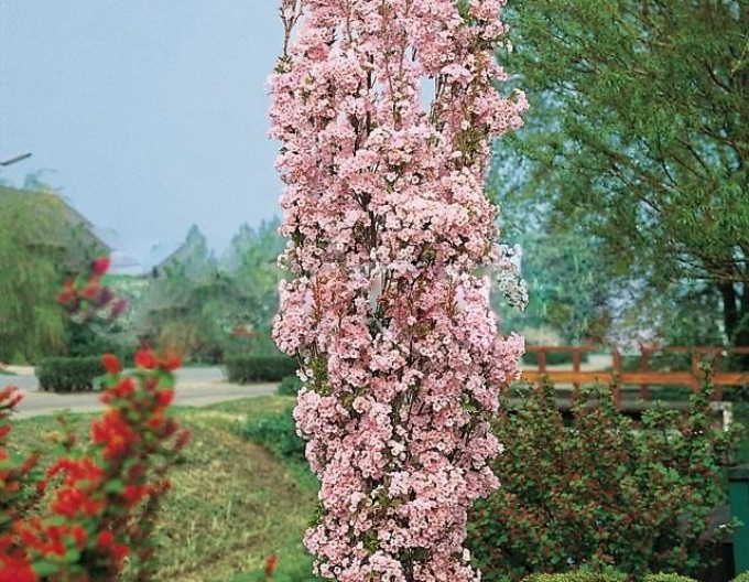 Čerešňa okrasná ´Amanogawa´ (Sakura)