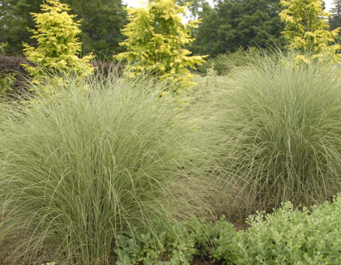 Ozdobnica čínska ´Morning Light´