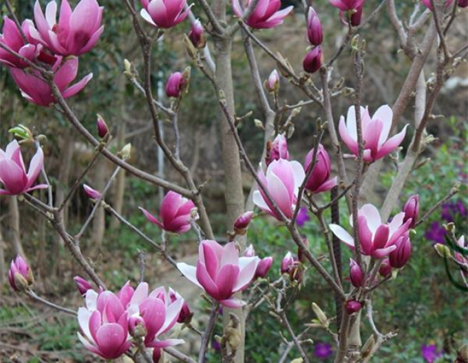 Magnolia ´Andre Leroy´