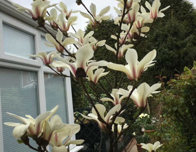 Magnólia ´Sunrise´ na kmienku