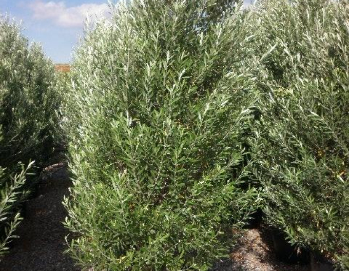 Olivovník európsky ´Cipressino´ 190 - 200cm