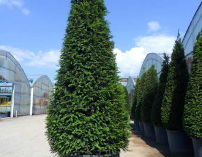 Tis obyčajný ´Cono´