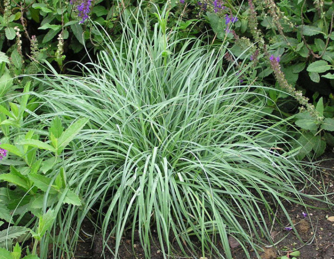 Ostrica ´Blue Zinger´ 1,5L