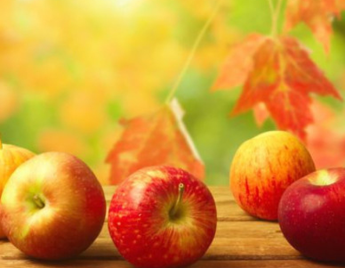 Jabloň Jonathan zimná, podpn. MM106, kont. 5l