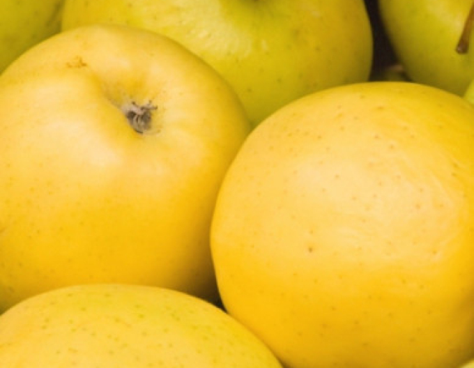 Jabloň ´Golden Delicious´ zimná, podp. M9, kont. 5l