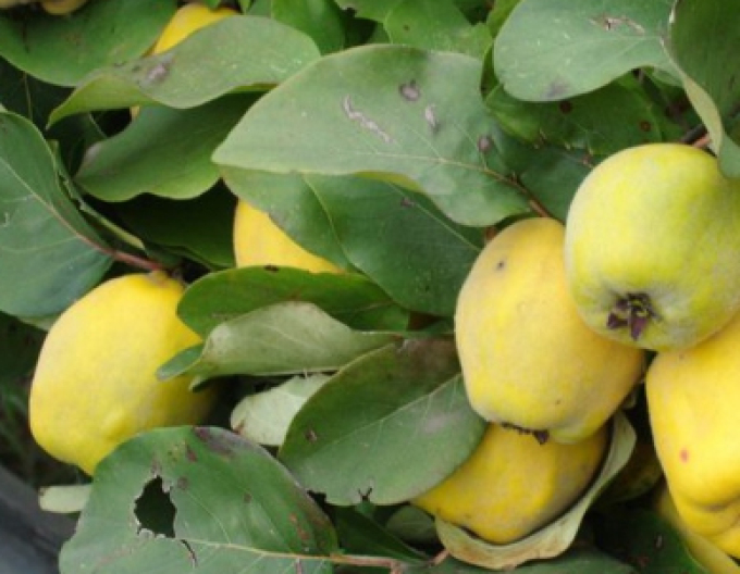 Dula jablková, podp. Dula, kont. 5l