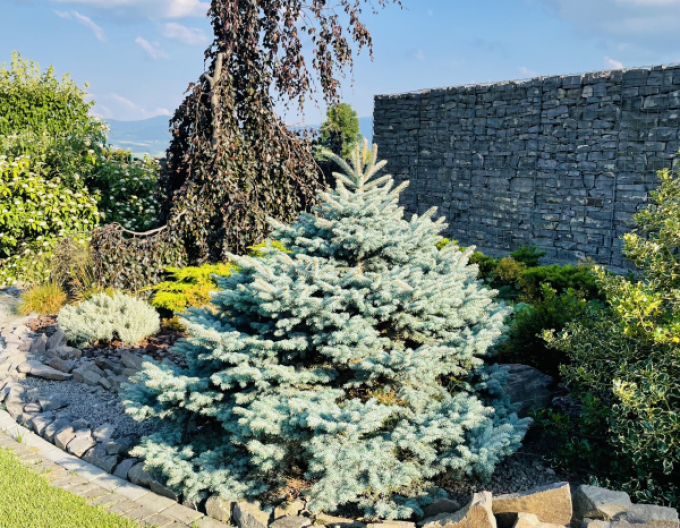 Smrek pichľavý ‘Glauca Globosa´