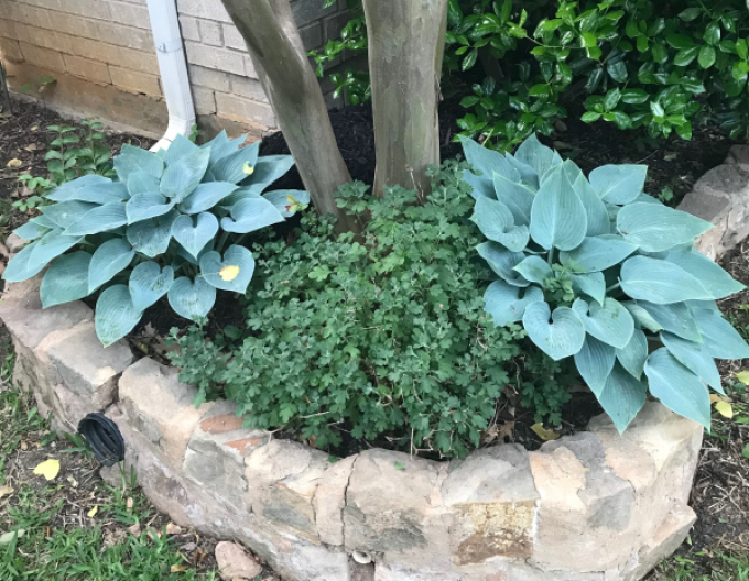 Hosta  ´Blue Cadet´