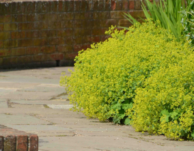 Alchemilka mäkká ´Irish Silk´