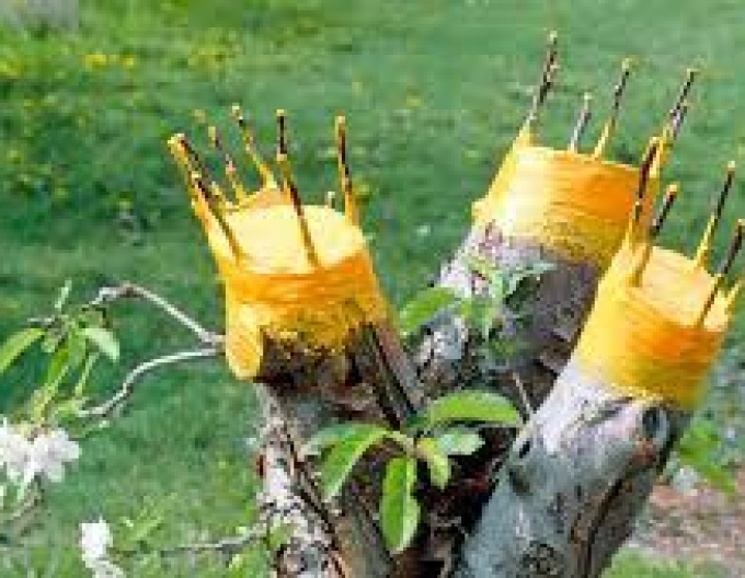 Bio Plantella Arbosan 100g tuba balzam