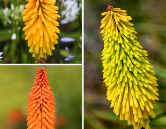 Fakľovka ’Minister Verschuur’