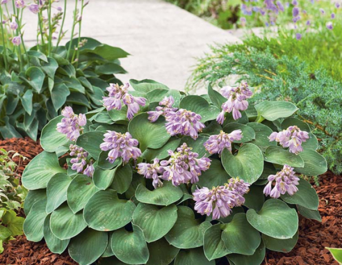 Hosta "Blue Mouse Ears"