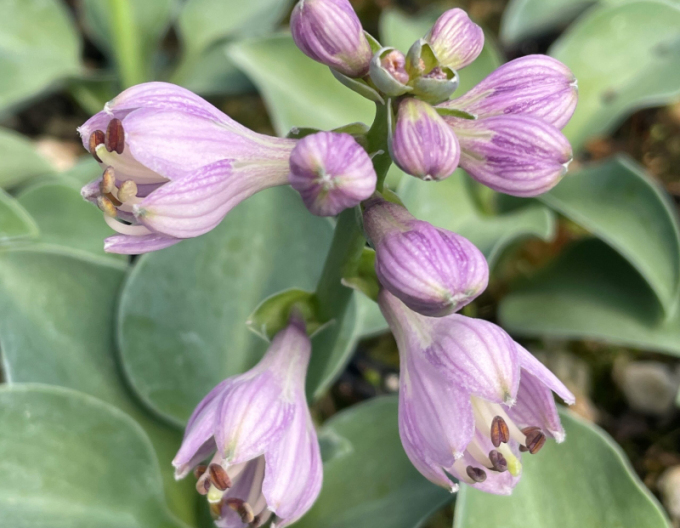 Hosta "Blue Mouse Ears"