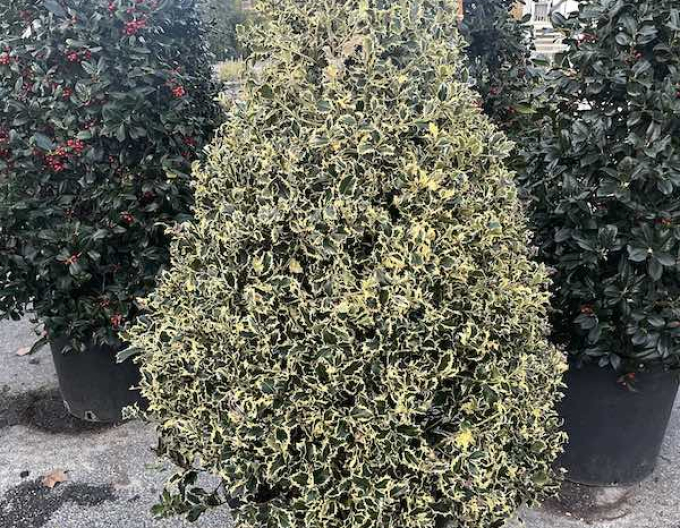 Cezmína ostrolistá ´Variegatum Cono´