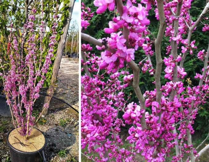 Judášovec čínsky ´Avondale´