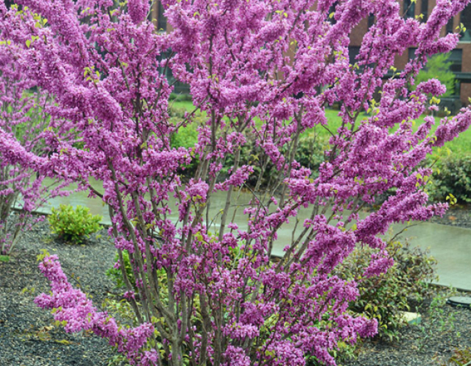 Judášovec čínsky ´Avondale´